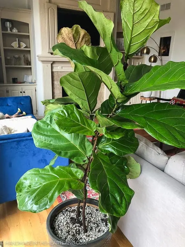extra large fiddle leaf fig needing to be pruned
