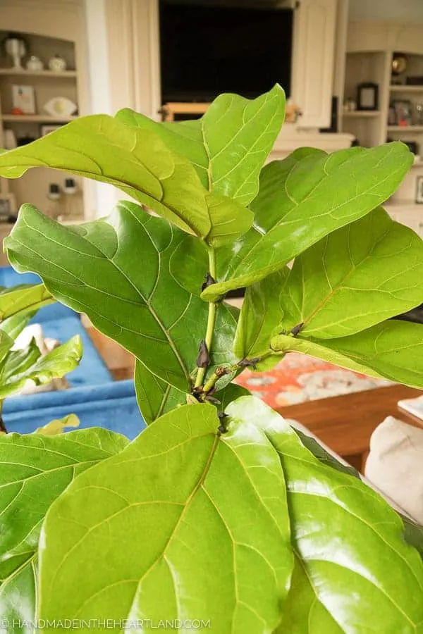 fiddle leaf fig new growth after being pruned