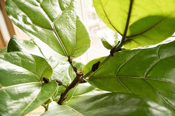 new growth on fiddle leaf fig tree after being pruned