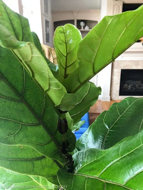 fiddle leaf fig tree with emerging leaf at top