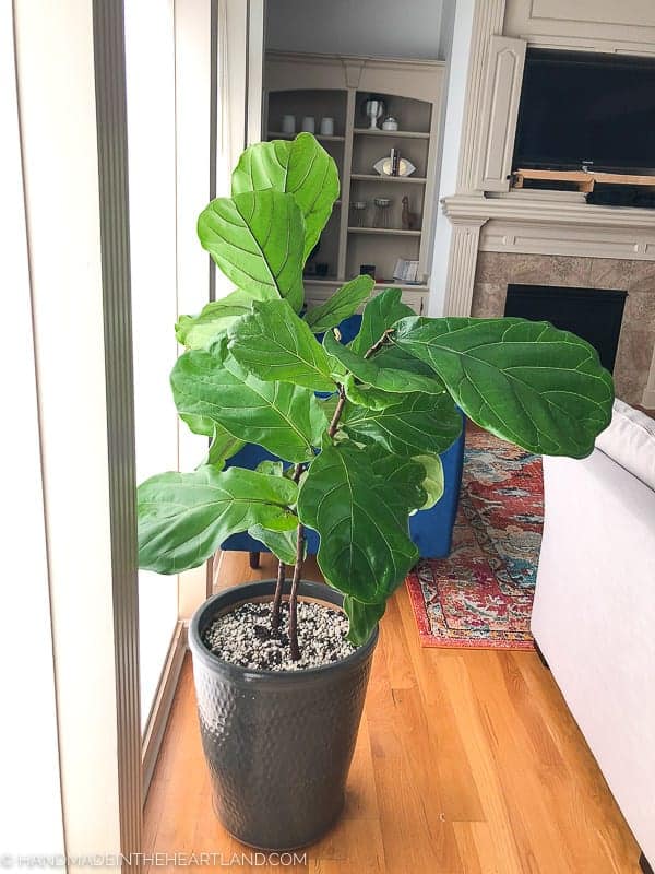 fiddle leaf fig after being pruned