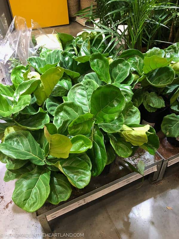 fiddle leaf fig trees at home depot