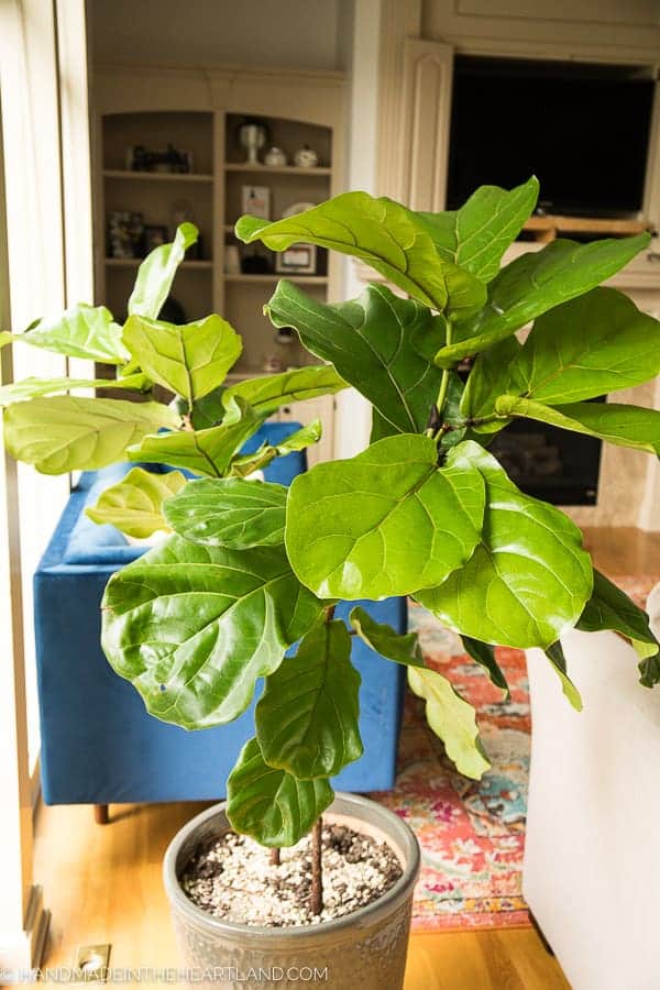 large 2 branch fiddle leaf fig tree inside potted