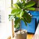 How to care for a Fiddle Leaf Fig Tree
