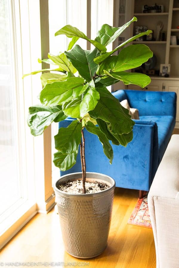 Tall fiddle leaf fig tree potted inside next to a window