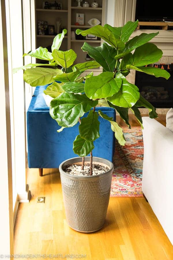 figleaf tree figleaf tree