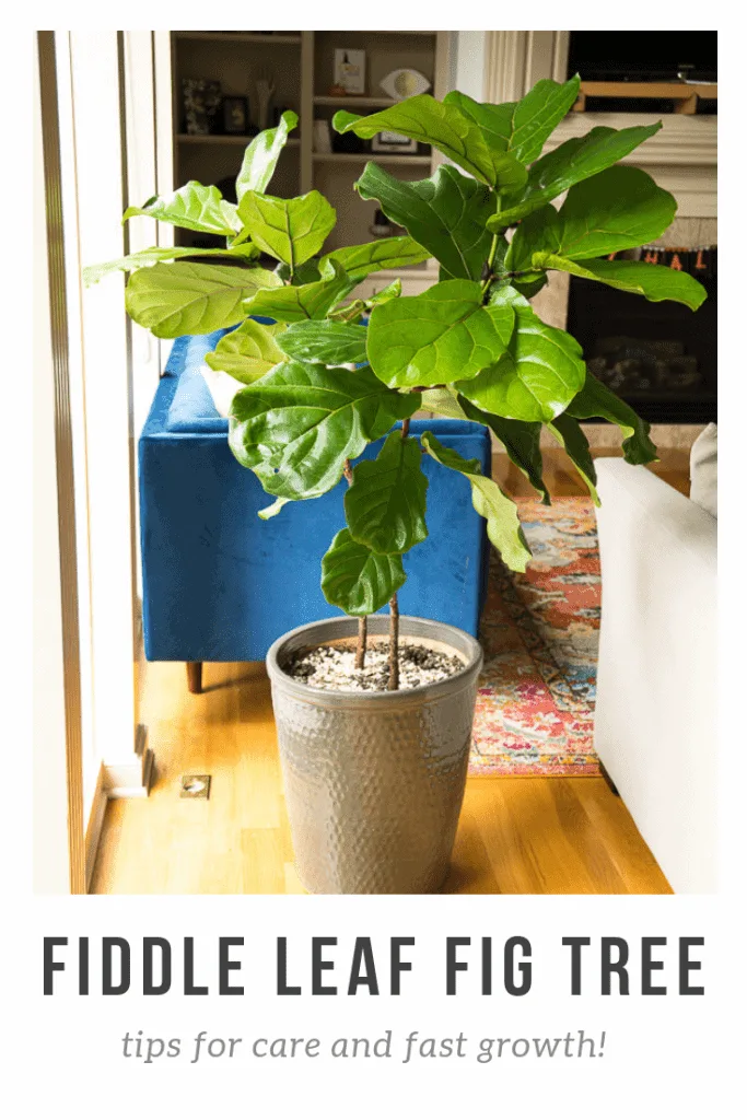 fiddle leaf fig tree with branches in living room next to window