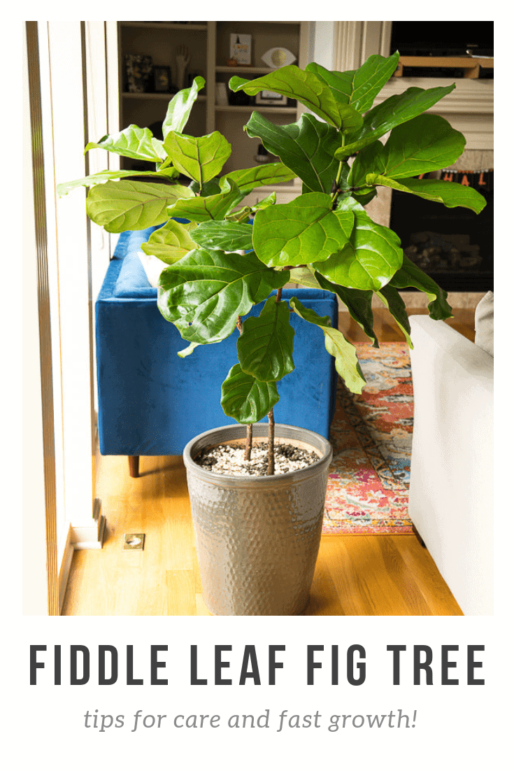 If you've recently become obsessed with the most popular houseplant of the year the Fiddle Leaf Fig Tree, you are going to love my tips for how to care for this lovely indoor tree.