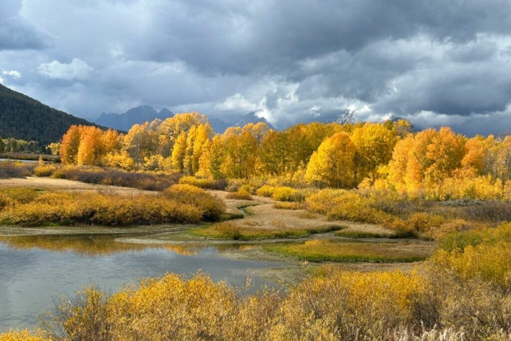 Gorgeous yellow aspens and landscape taken in september in yellowstone national park