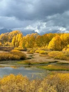 Gorgeous yellow aspens and landscape taken in september in yellowstone national park
