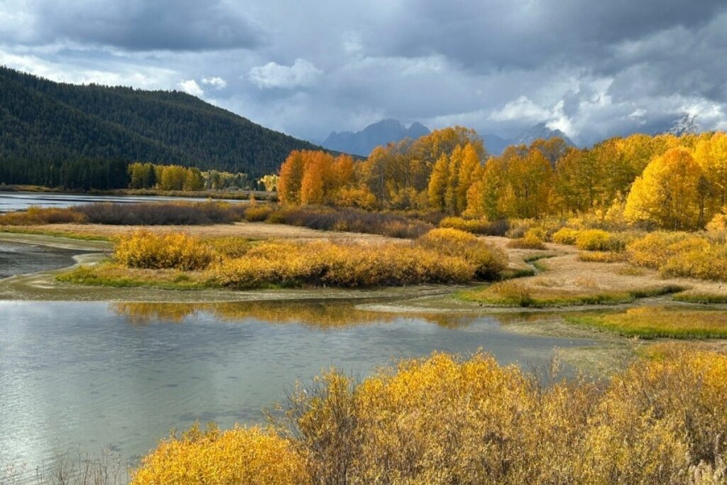 Beautiful yellow fall leaves in the Lamar Valley of Yellowstone