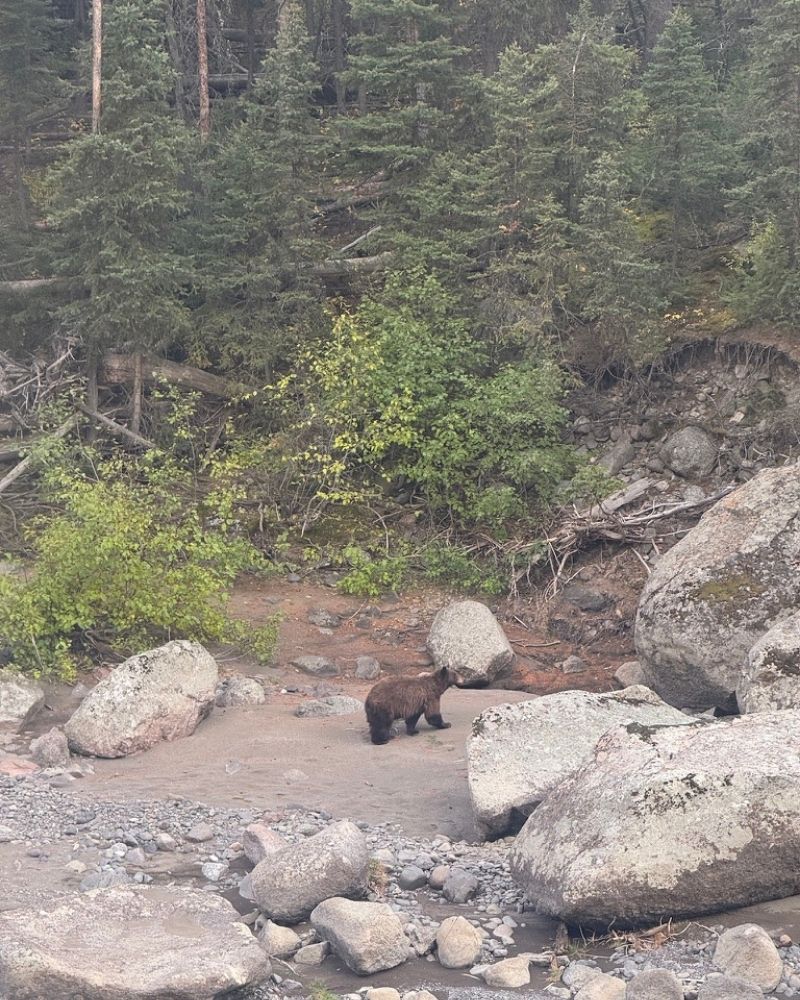 Grizzly bear in yellowstone