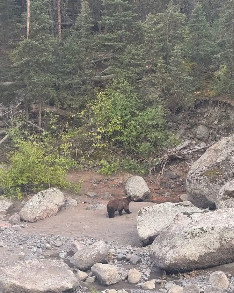 Grizzly bear in yellowstone
